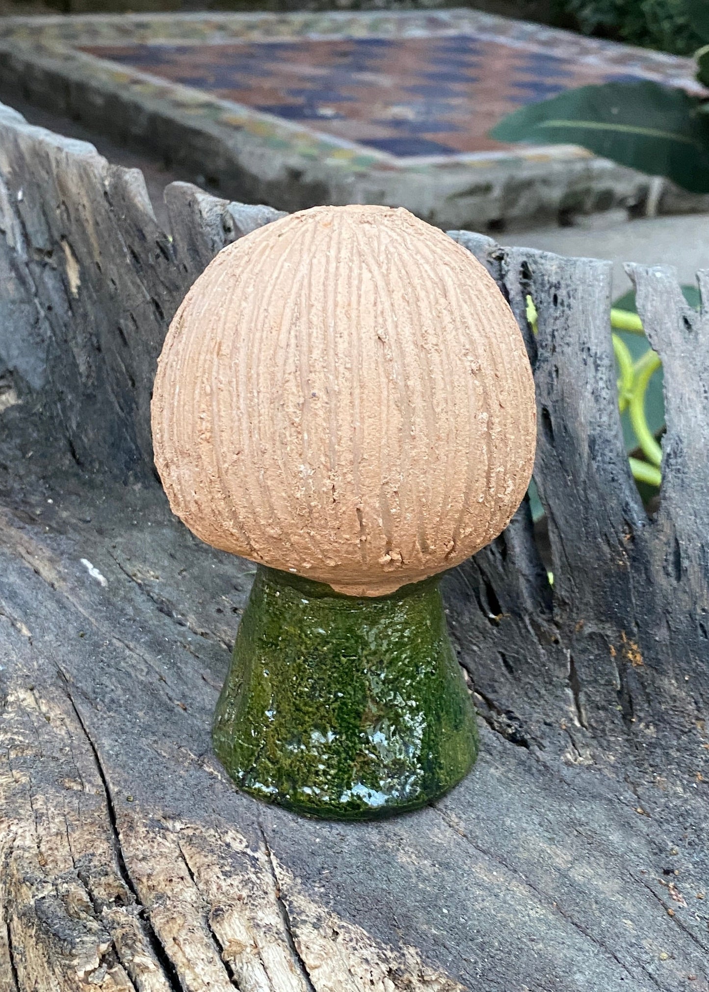 Figura Chia Hongo