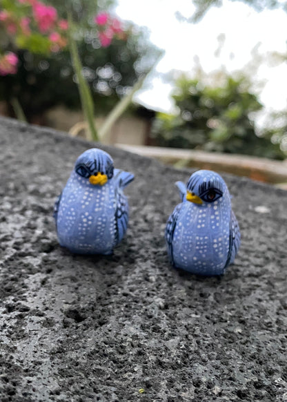 Paloma  Barro Par Chiapas