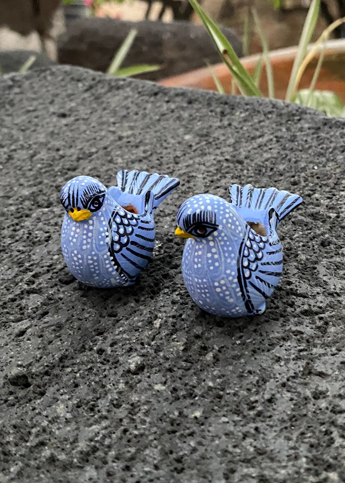 Paloma  Barro Par Chiapas