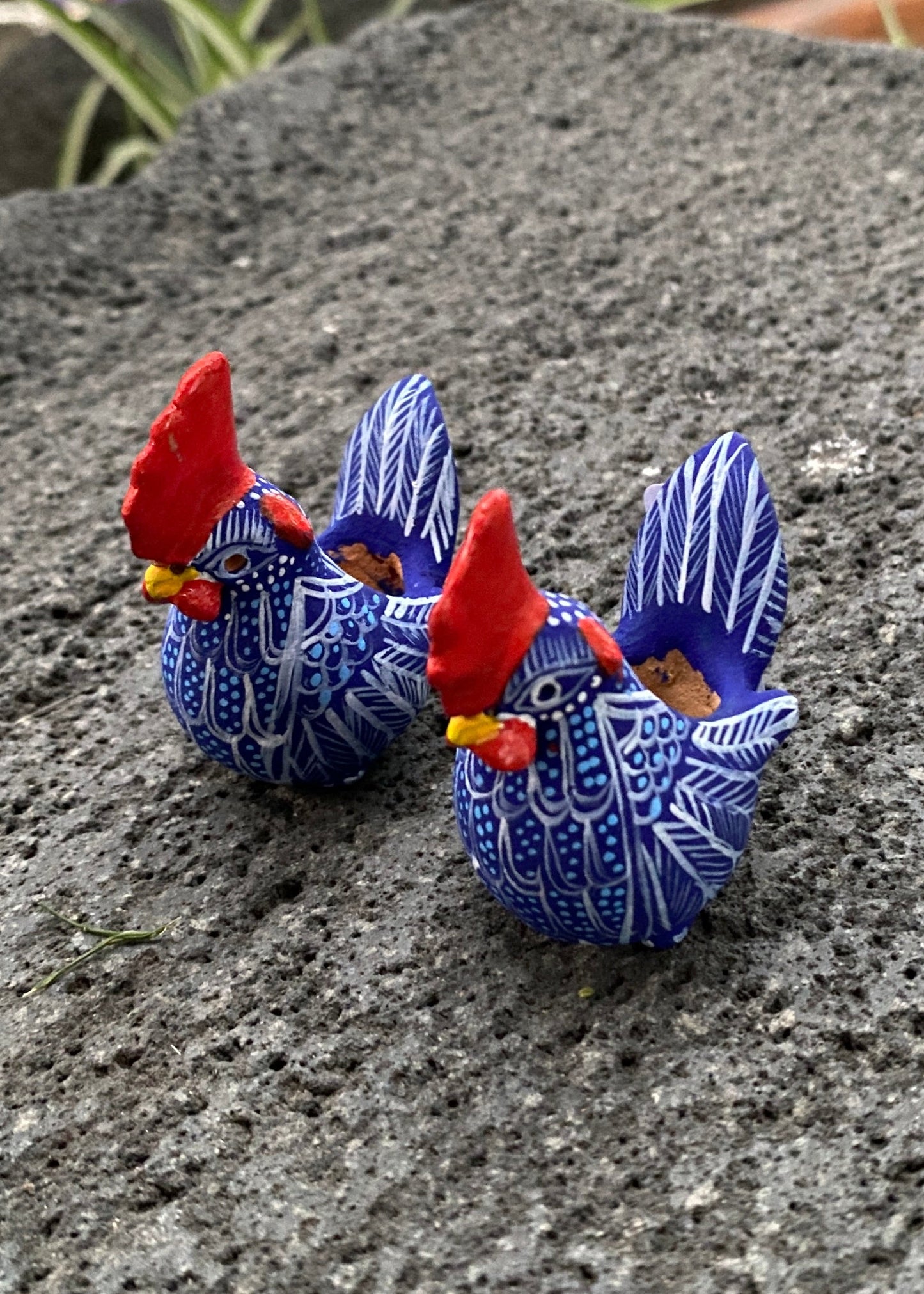 Gallo Par Chiapas azul Rey