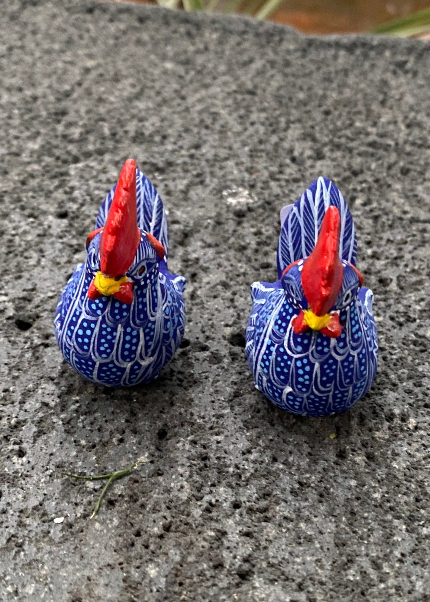 Gallo Par Chiapas azul Rey